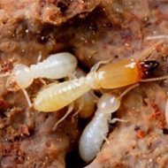 氣溫升雨水多，白蟻進入高發期